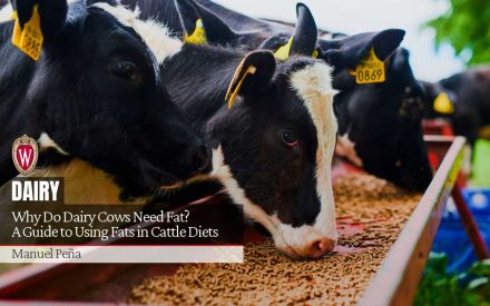 Why Do Dairy Cows Need Fat? A Guide to Using Fats in Cattle Diets