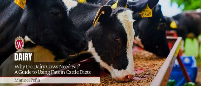 Why Do Dairy Cows Need Fat? A Guide to Using Fats in Cattle Diets