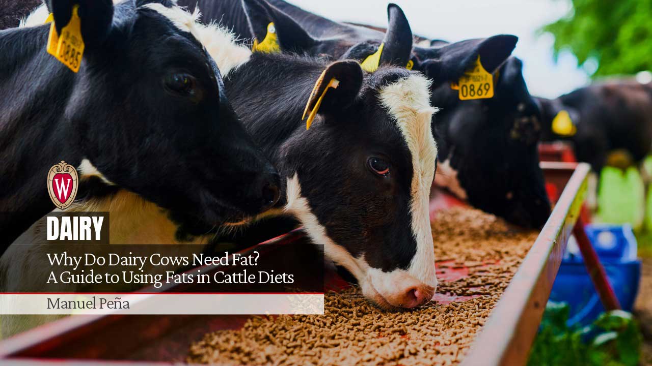 Dairy cows feeding, with the University of Wisconsin logo and text "Why Do Dairy Cows Need Fat? A Guide to Using Fats in Cattle Diets" by Manuel Peña.