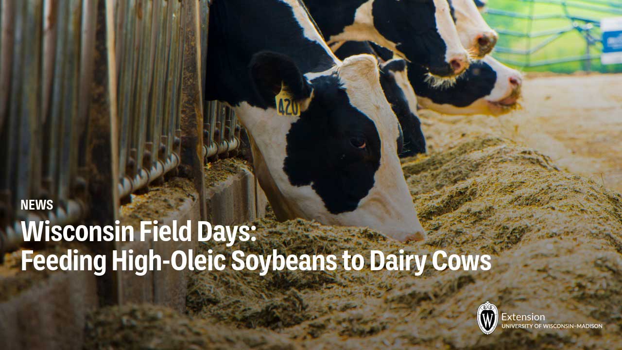 Dairy cows eating feed at a barn trough, with news headline "Wisconsin Field Days: Feeding High-Oleic Soybeans to Dairy Cows".
