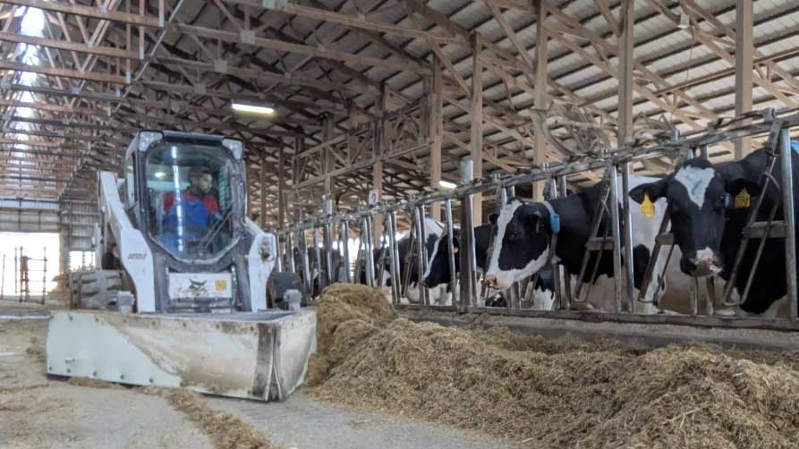 Skid steer loader pushing feed along a row of dairy cows in a freestall barn.