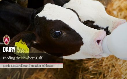 Feeding the Newborn Calf