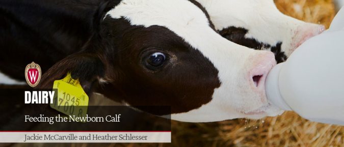 Feeding the Newborn Calf