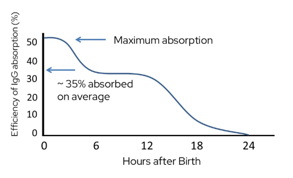 Line graph showing IgG absorption efficiency dropping from over 50% at birth to nearly 0% by 24 hours post-birth.