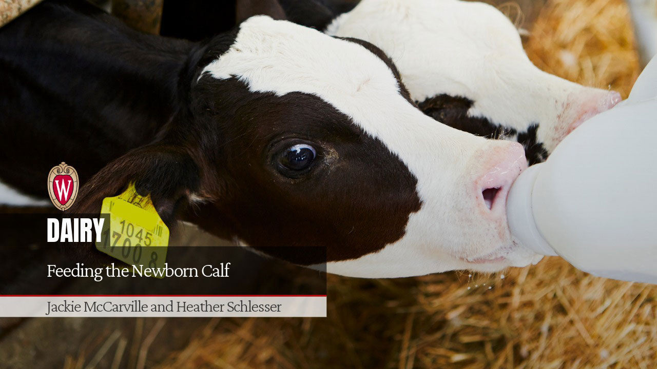 Feeding the Newborn Calf