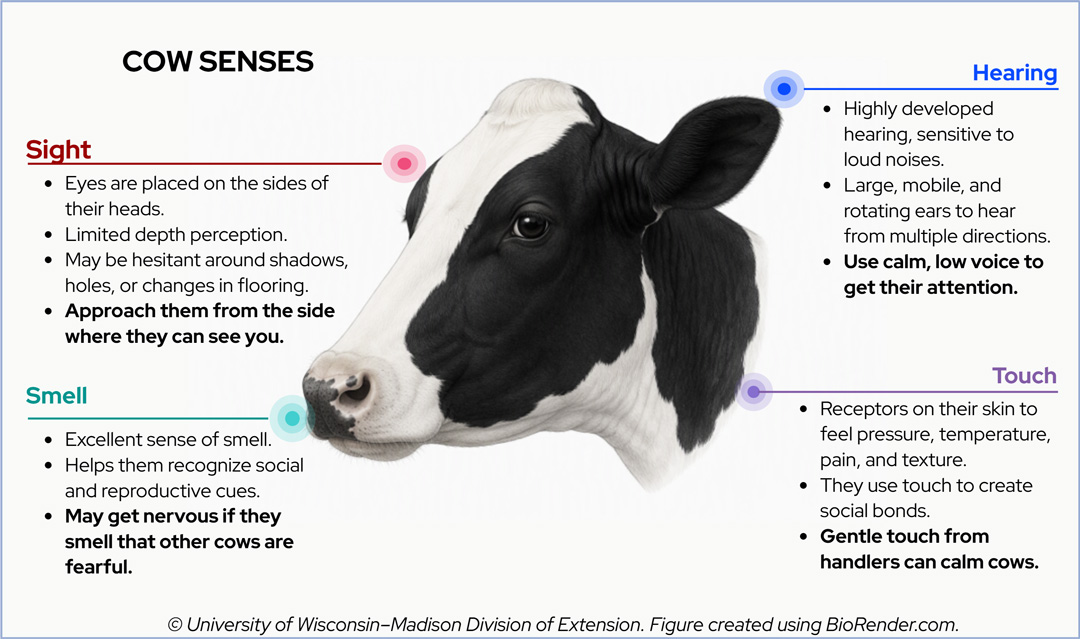 Educational graphic titled "COW SENSES" detailing sight, smell, hearing, and touch features of cattle.