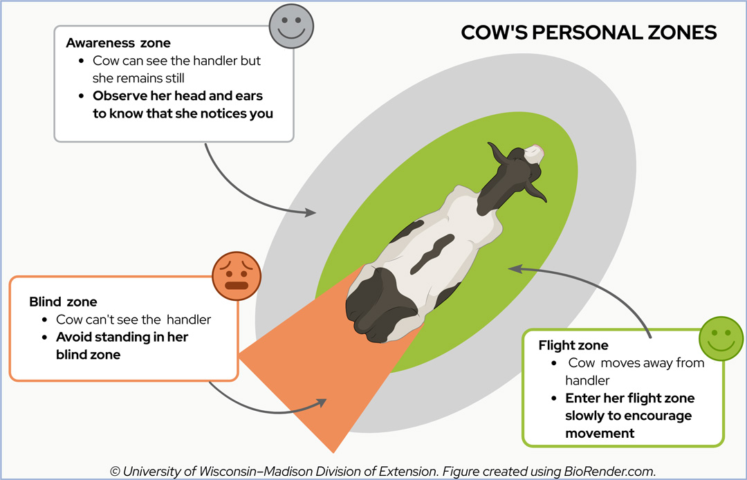 Diagram titled "COW'S PERSONAL ZONES" detailing a cow's awareness zone, flight zone, and blind zone for handlers.