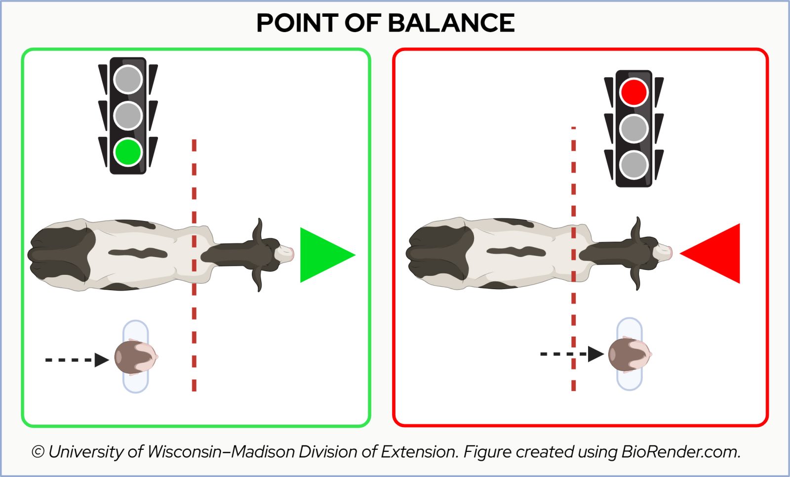 Diagram showing how a handler's position relative to a cow's point of balance triggers forward movement or stopping.