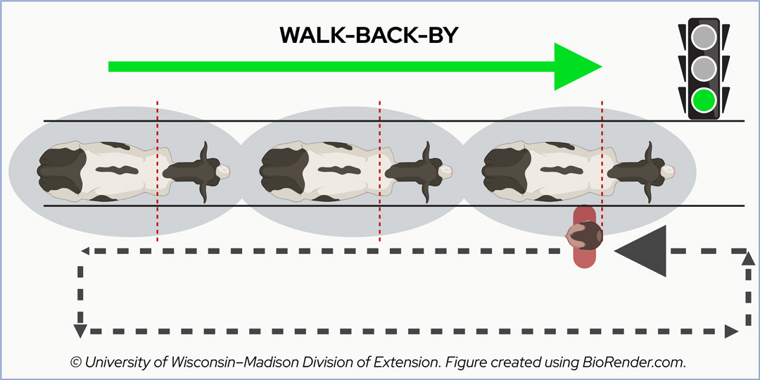 Diagram of the "WALK-BACK-BY" technique for moving cattle, where a handler walks against the flow.