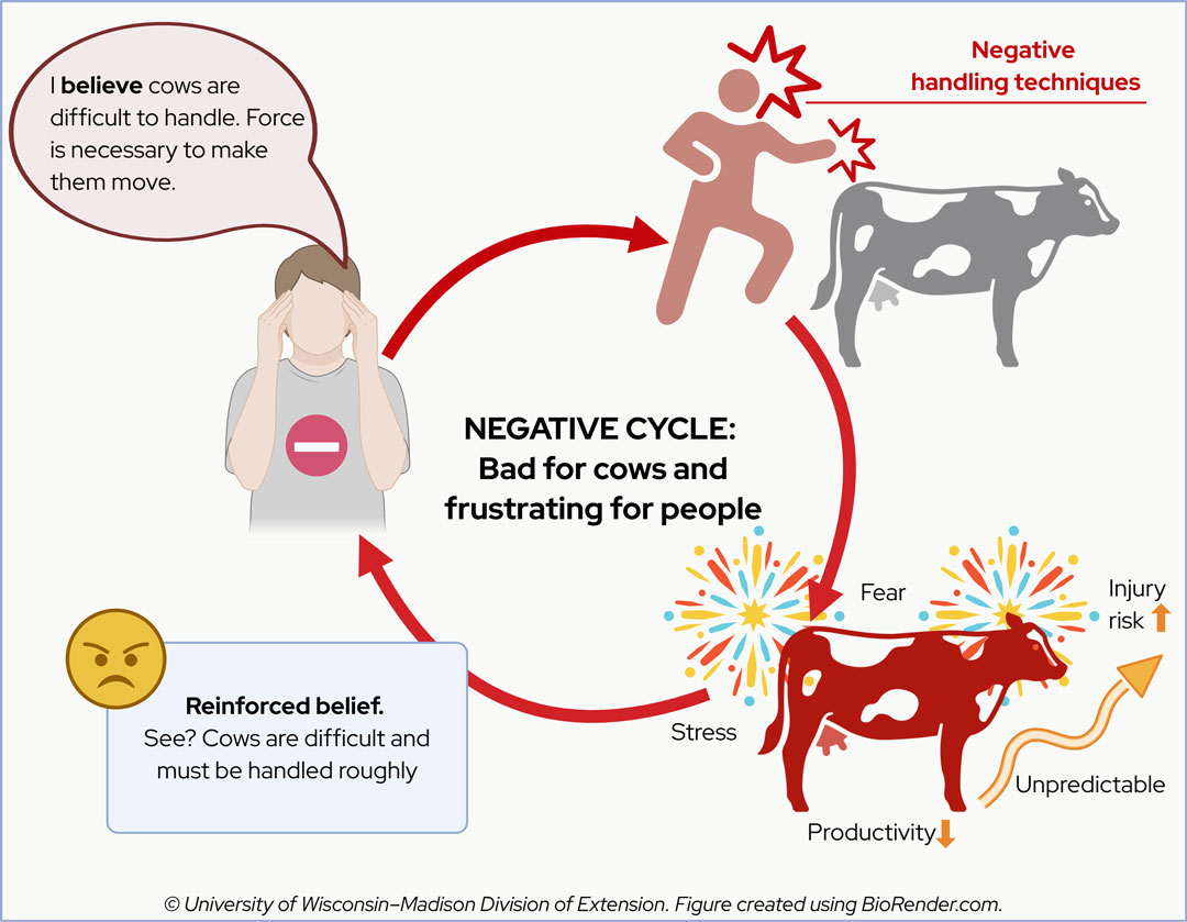 Diagram of a negative cycle in cattle handling, showing how beliefs lead to harsh techniques, distress, and reinforced beliefs.