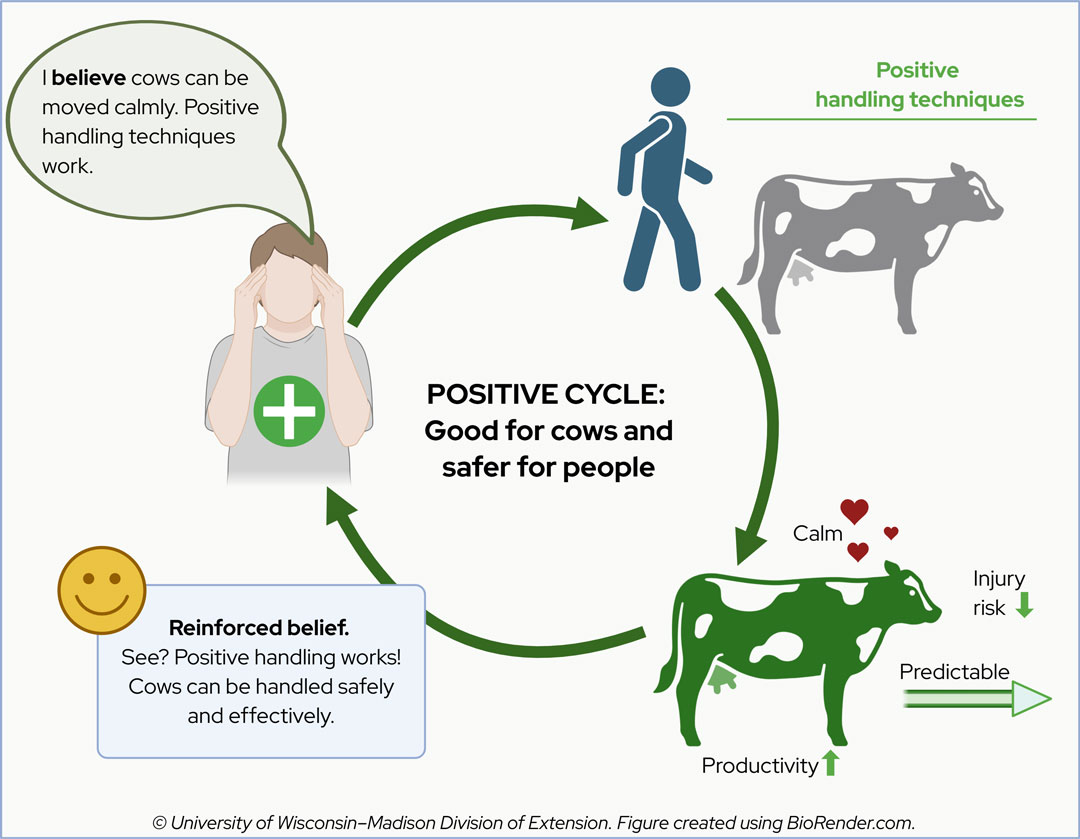 Diagram of a positive cycle in cattle handling, showing how beliefs lead to calm techniques, improved outcomes, and reinforced beliefs.