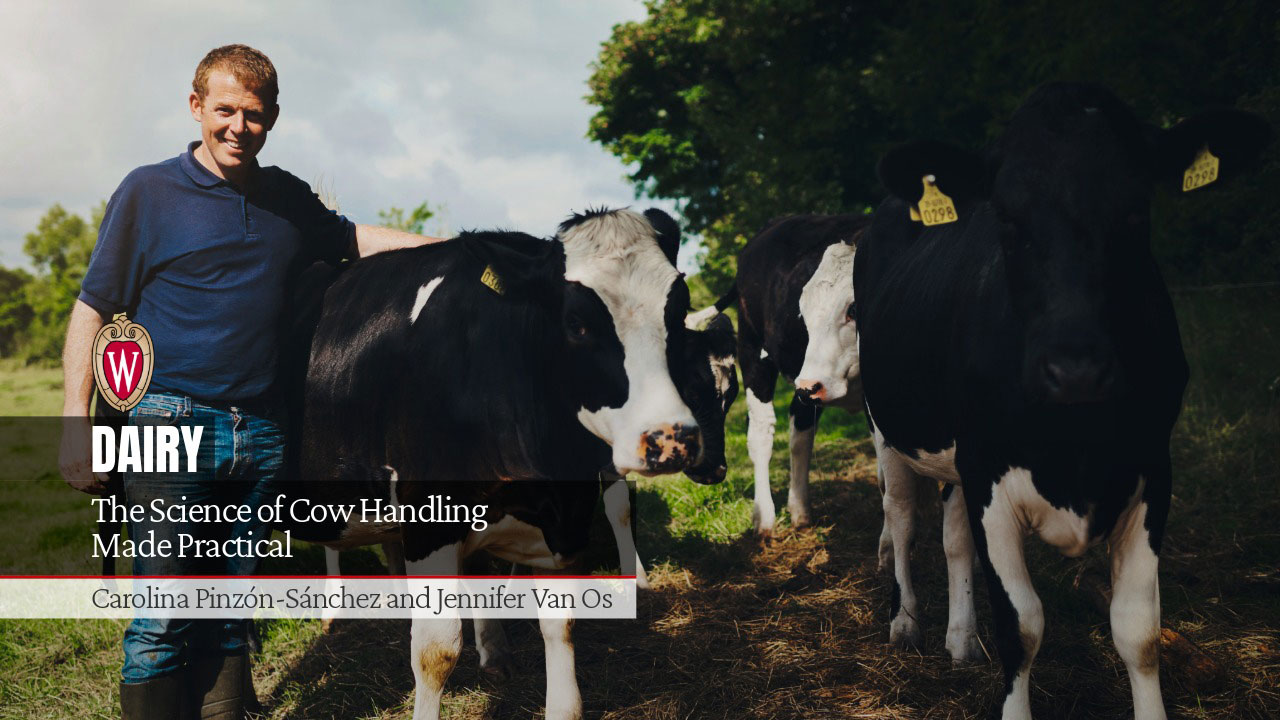 Man standing outdoors next to black and white cows for "The Science of Cow Handling Made Practical" by Carolina Pinzón-Sánchez and Jennifer Van Os.