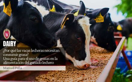 ¿Por qué las vacas lecheras necesitan consumir grasa? Una guía para el uso de grasas en la alimentación del ganado lechero