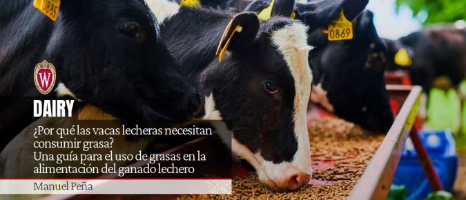 ¿Por qué las vacas lecheras necesitan consumir grasa? Una guía para el uso de grasas en la alimentación del ganado lechero
