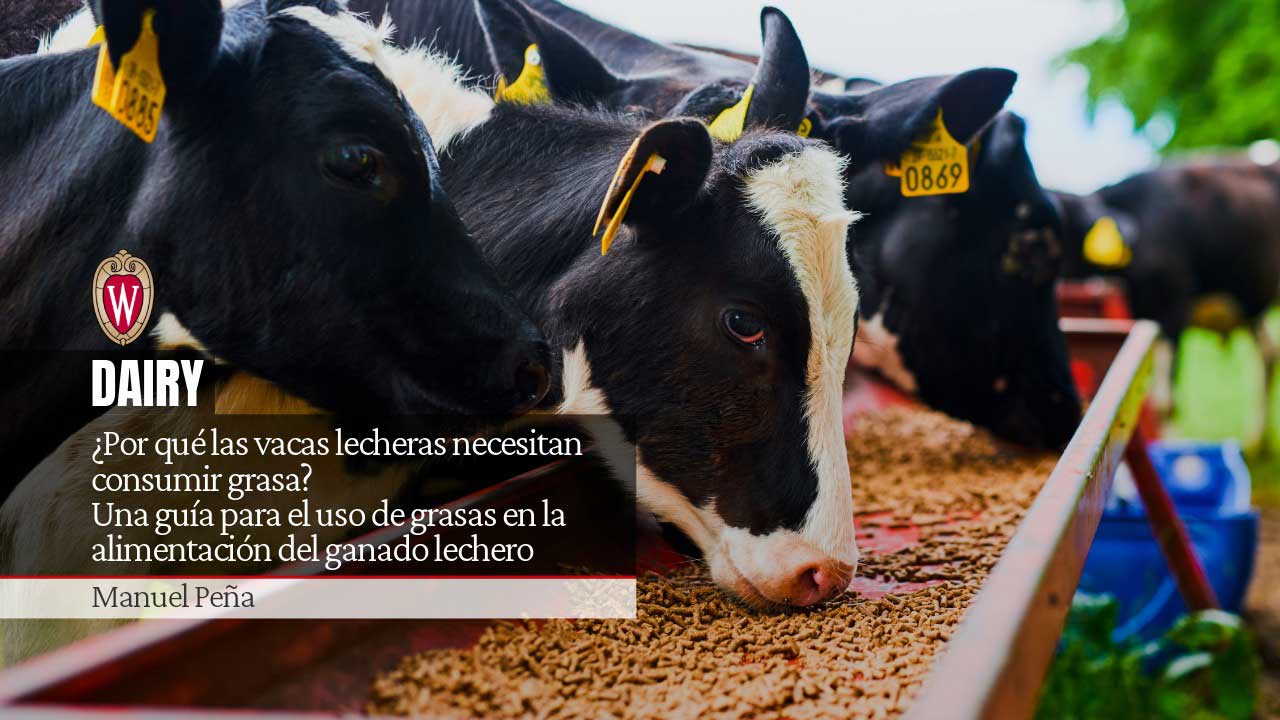 Vacas lecheras alimentándose, con el logotipo de la Universidad de Wisconsin y el texto " ¿Por qué las vacas lecheras necesitan grasa? Guía para el uso de grasas en la alimentación del ganado" por Manuel Peña.