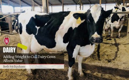 Adding Weight to Cull Dairy Cows Affects Value