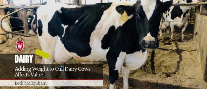 Adding Weight to Cull Dairy Cows Affects Value