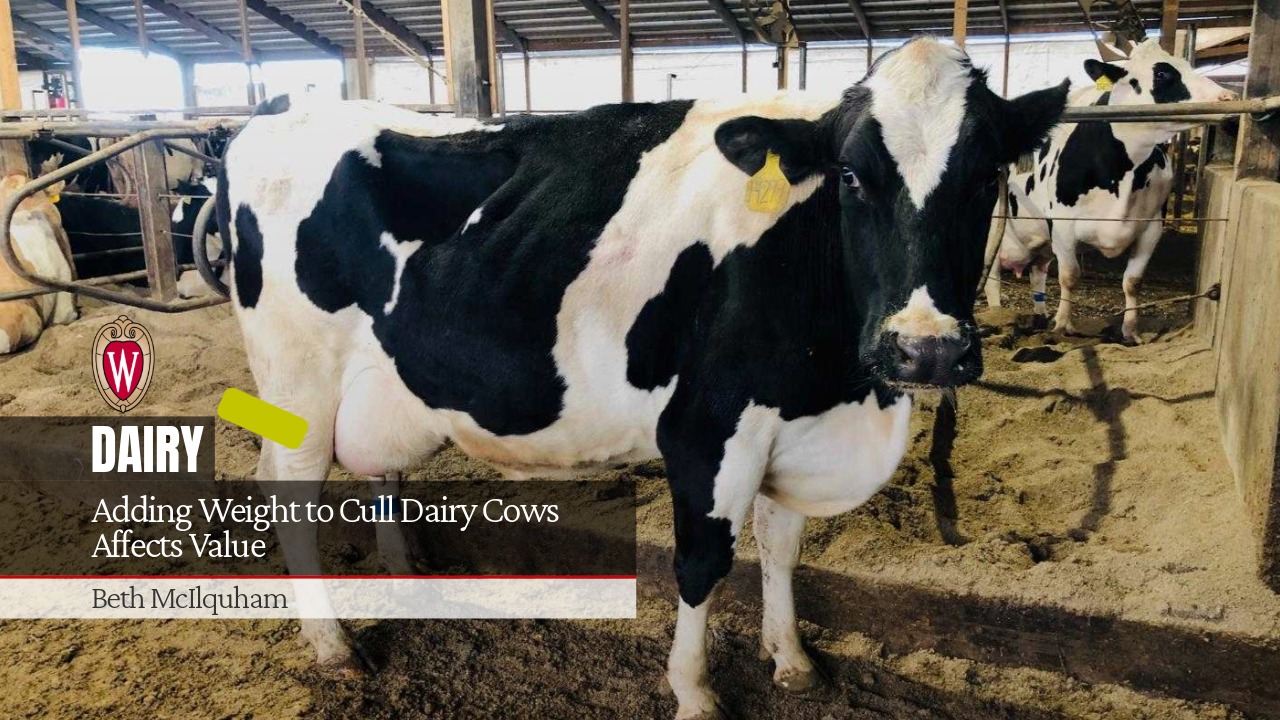 Adding Weight to Cull Dairy Cows Affects Value