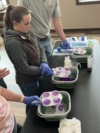 Someone observing purple liquid samples during a hands-on dairy workshop.