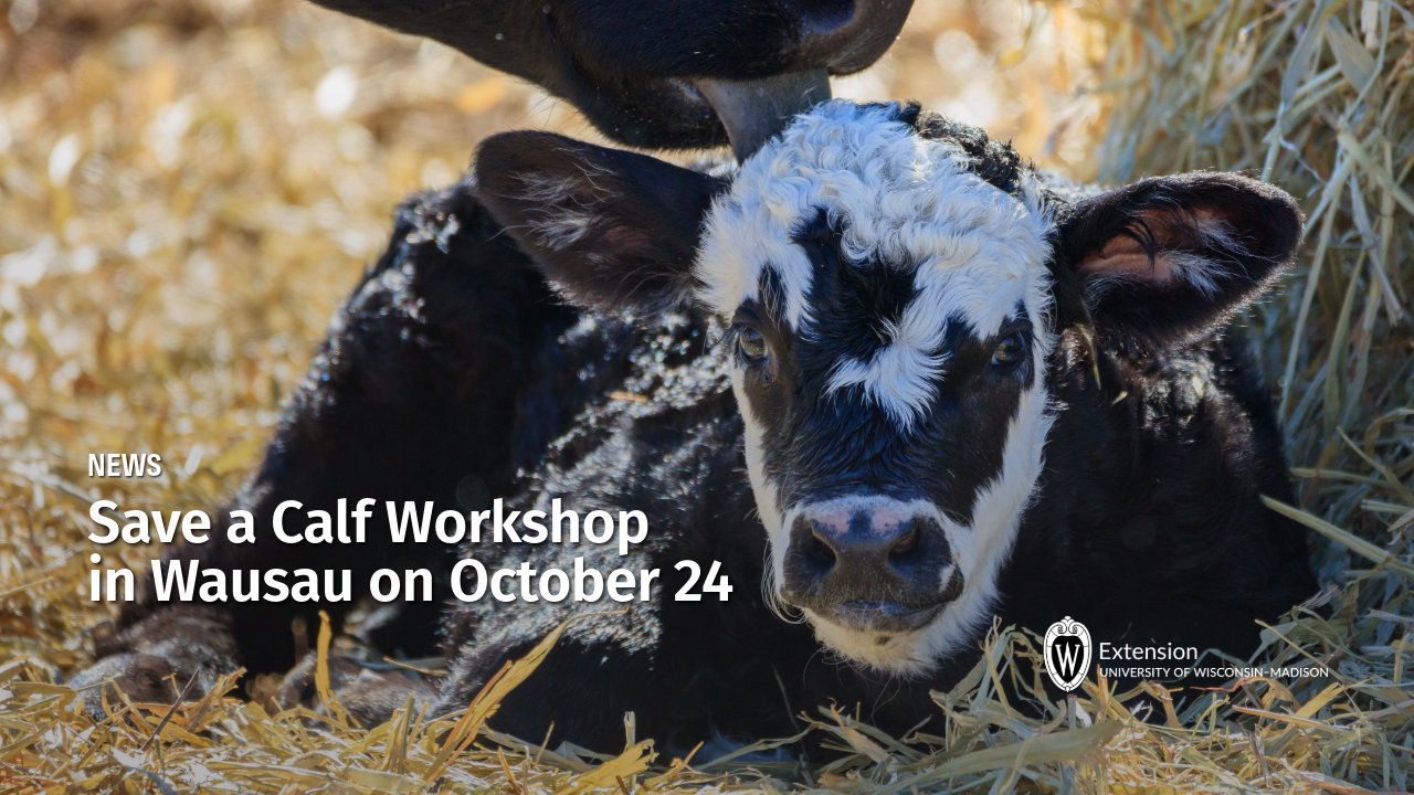 A black and white calf lies in straw beneath its mother; text reads "News: Save a Calf Workshop in Wausau on October 24," with UW-Madison Extension logo.