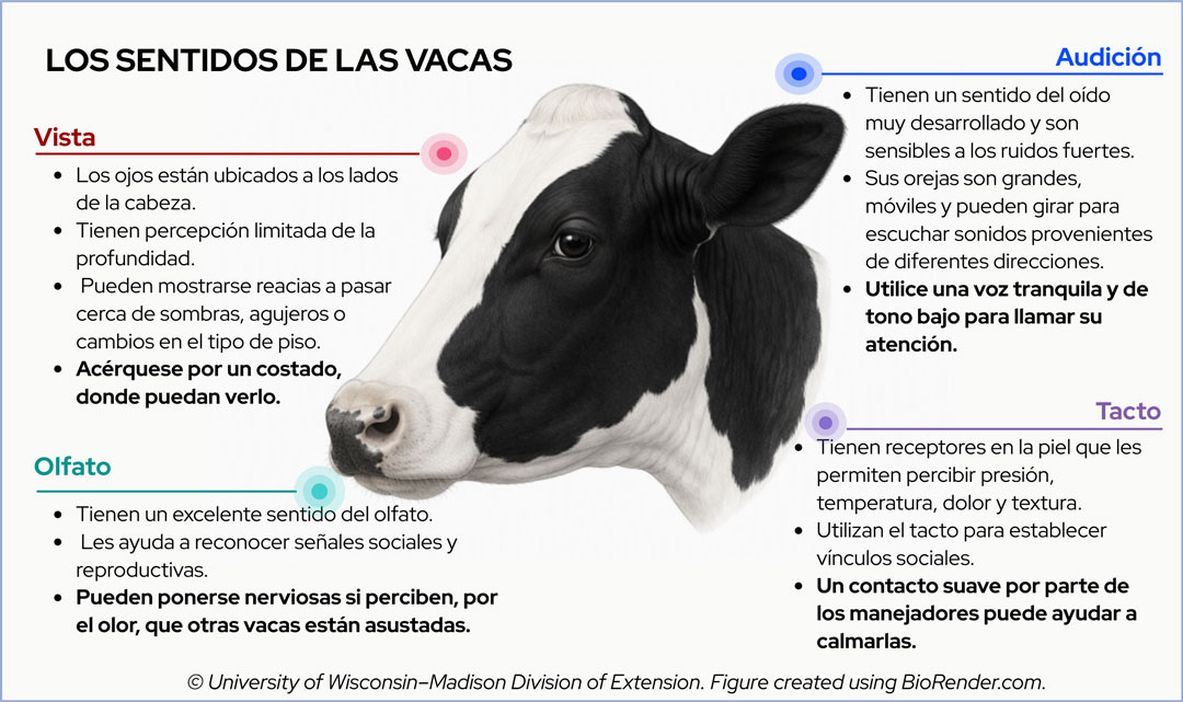 Educational graphic titled "COW SENSES" detailing sight, smell, hearing, and touch features of cattle.