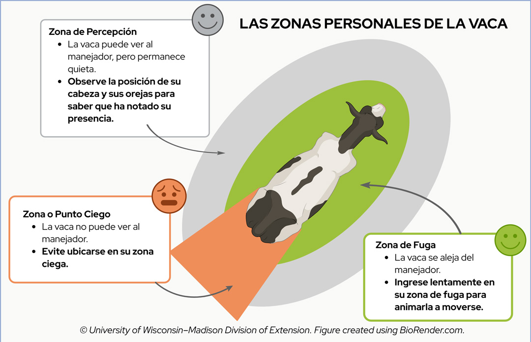 Diagram titled "COW'S PERSONAL ZONES" detailing a cow's awareness zone, flight zone, and blind zone for handlers.