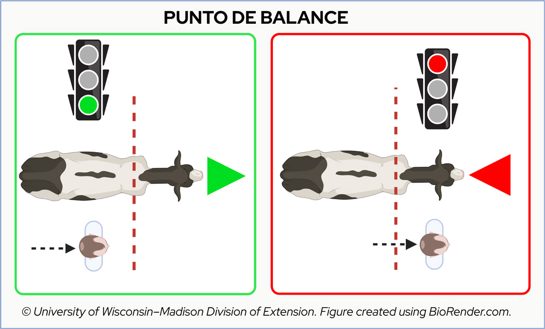 Diagram showing how a handler's position relative to a cow's point of balance triggers forward movement or stopping.