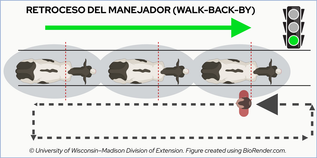 Diagram of the "WALK-BACK-BY" technique for moving cattle, where a handler walks against the flow.