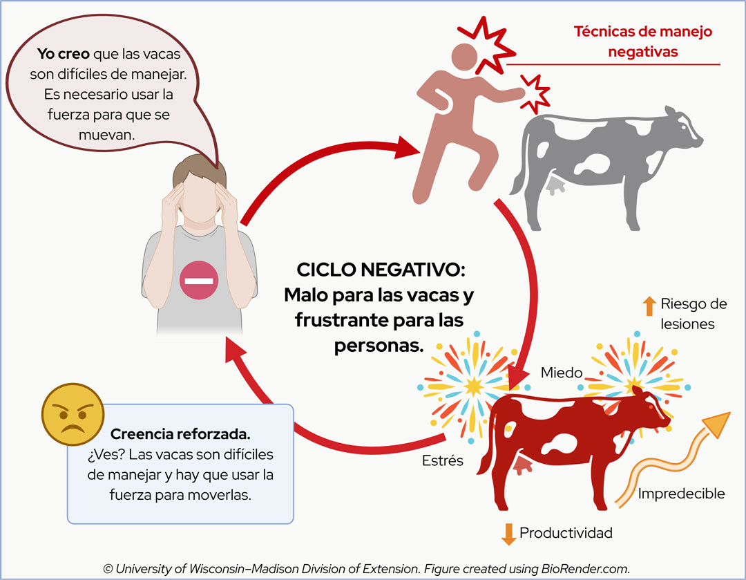 Diagram of a negative cycle in cattle handling, showing how beliefs lead to harsh techniques, distress, and reinforced beliefs.