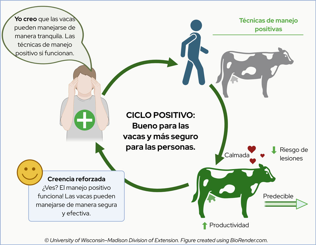 Diagram of a positive cycle in cattle handling, showing how beliefs lead to calm techniques, improved outcomes, and reinforced beliefs.