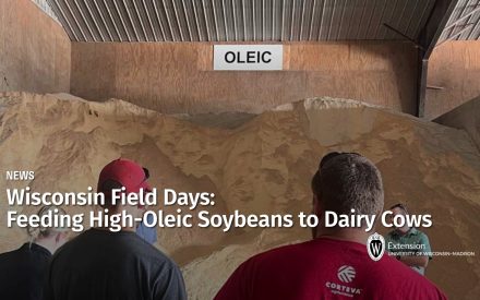 Wisconsin Field Days: Feeding High-Oleic Soybeans to Dairy Cows