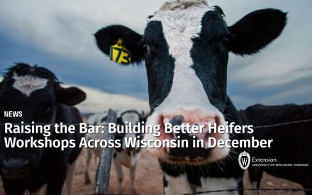 Raising the Bar: Building Better Heifers Workshops Across Wisconsin in December