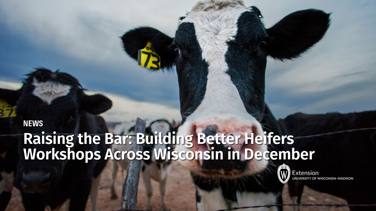 Close-up of a black and white cow with a yellow ear tag behind a wire fence for "Raising the Bar: Building Better Heifers Workshops Across Wisconsin in December" by Extension University of Wisconsin-Madison.