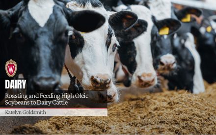 Roasting and Feeding High Oleic Soybeans to Dairy Cattle [Video] ▶️
