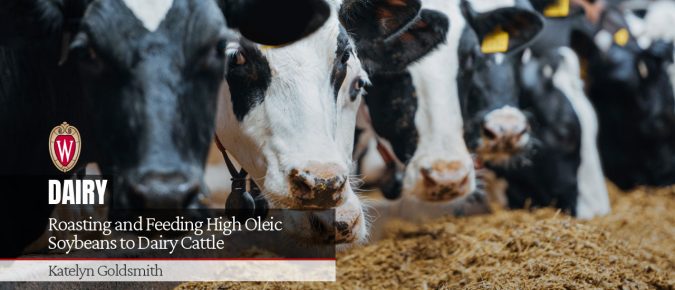 Roasting and Feeding High Oleic Soybeans to Dairy Cattle [Video] ▶️