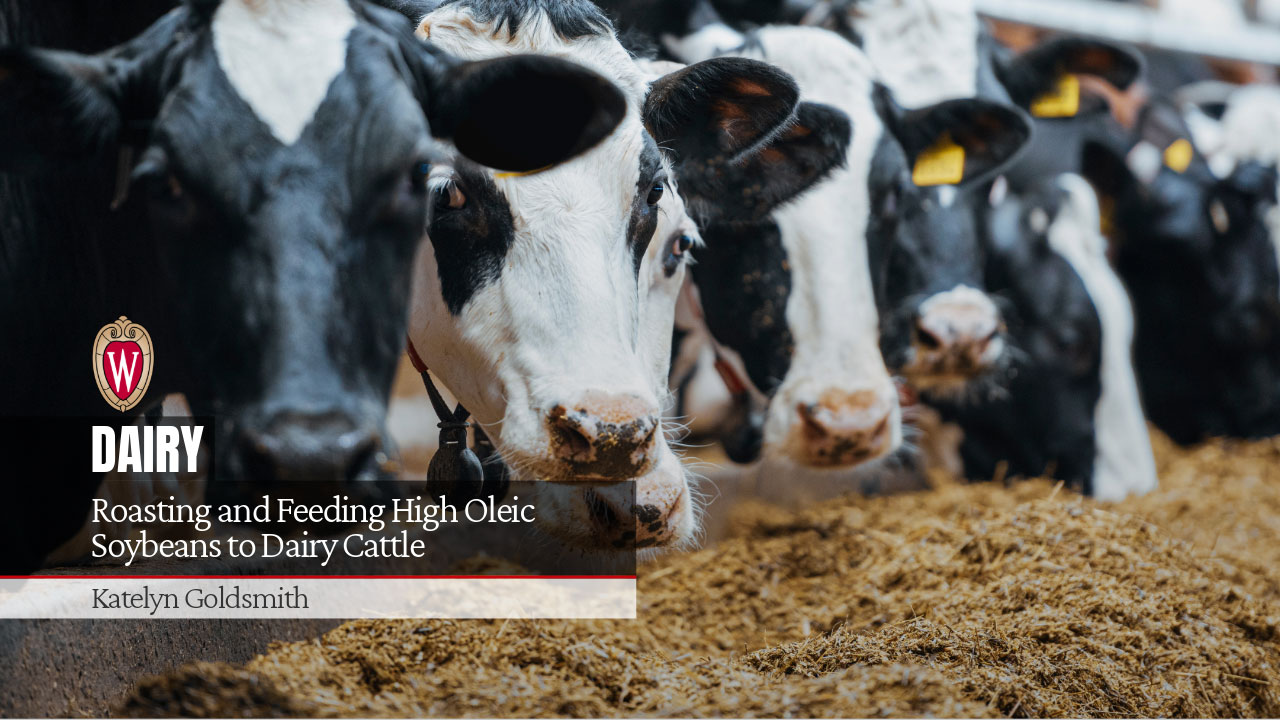 Roasting and Feeding High Oleic Soybeans to Dairy Cattle [Video] ▶️